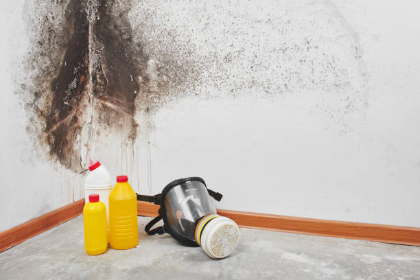 Best Emergency Mold Removal  in Ardsley, NY