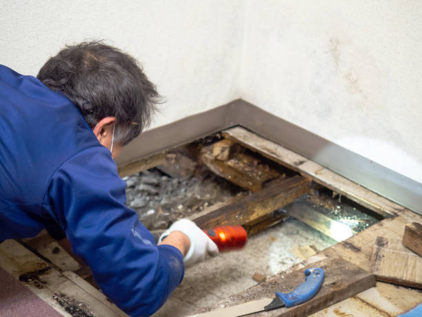 Best Crawl Space Mold Removal  in Ardsley, NY