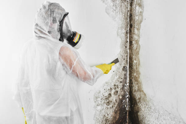 Best Local Mold Removal Service  in Ardsley, NY