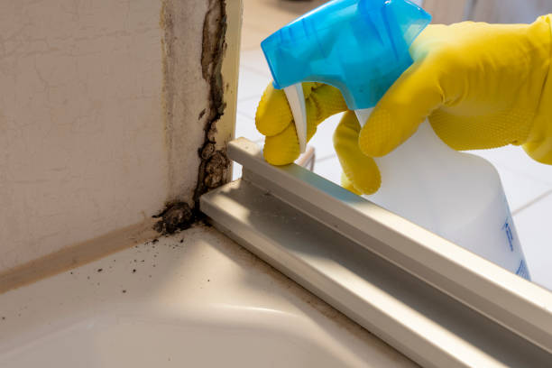 Best Mold Damage Repair  in Ardsley, NY