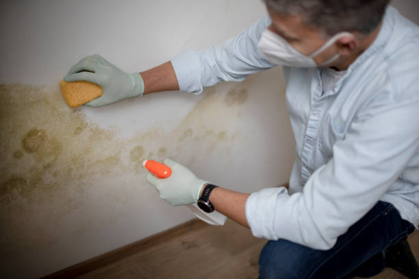 Best Professional Mold Removal  in Ardsley, NY