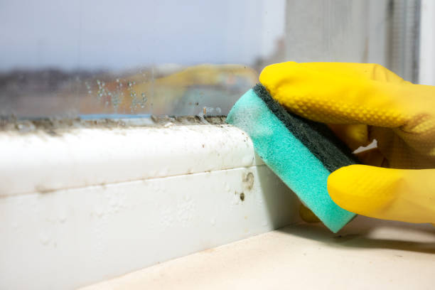 Best Commercial Mold Removal  in Ardsley, NY