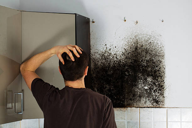 Best Residential Mold Removal  in Ardsley, NY