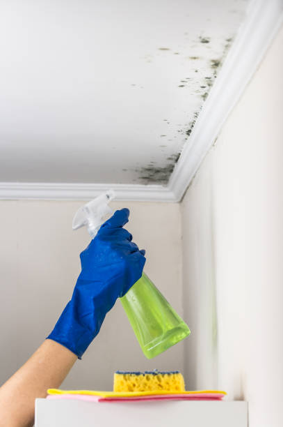 Best Local Mold Removal Service  in Ardsley, NY