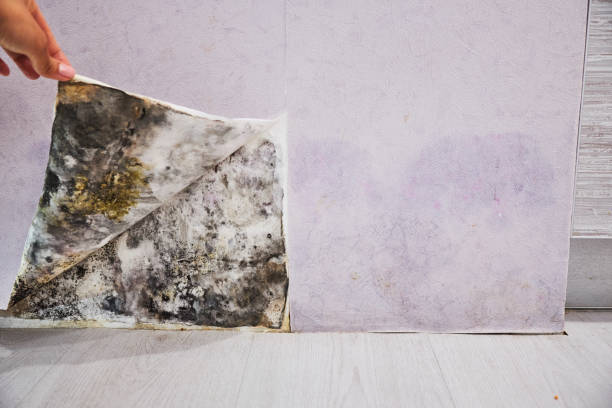 Best Attic Mold Removal  in Ardsley, NY